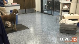 flooring systems for the animal wellness industry Chicagoland