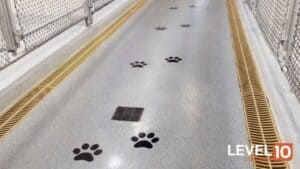 flooring systems for the animal wellness industry in Chicagoland