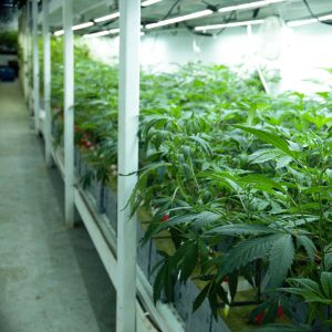 Industrial cultivation of marijuana plants with optimal growth conditions.