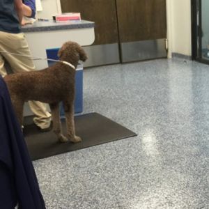 Veterinary office with easy-to-clean, durable epoxy flooring.